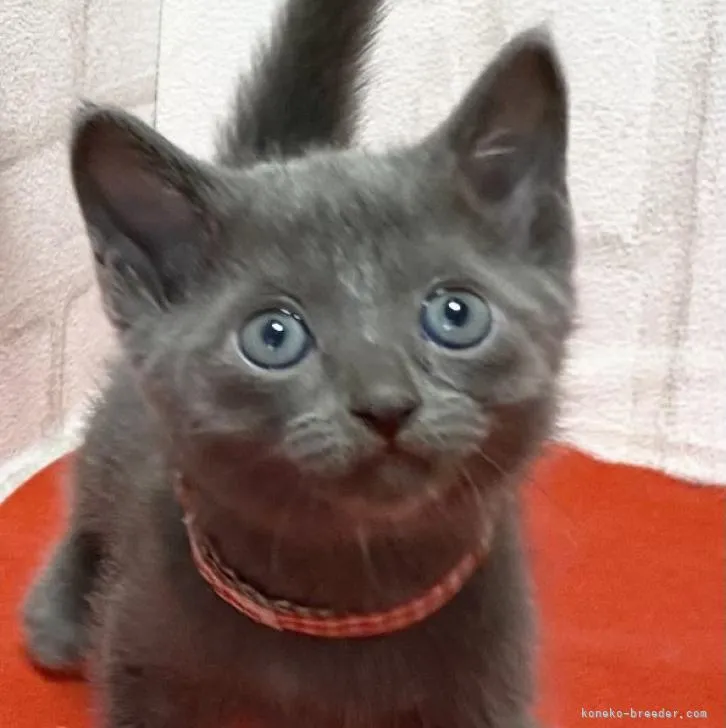 ID:2211-01852の子猫