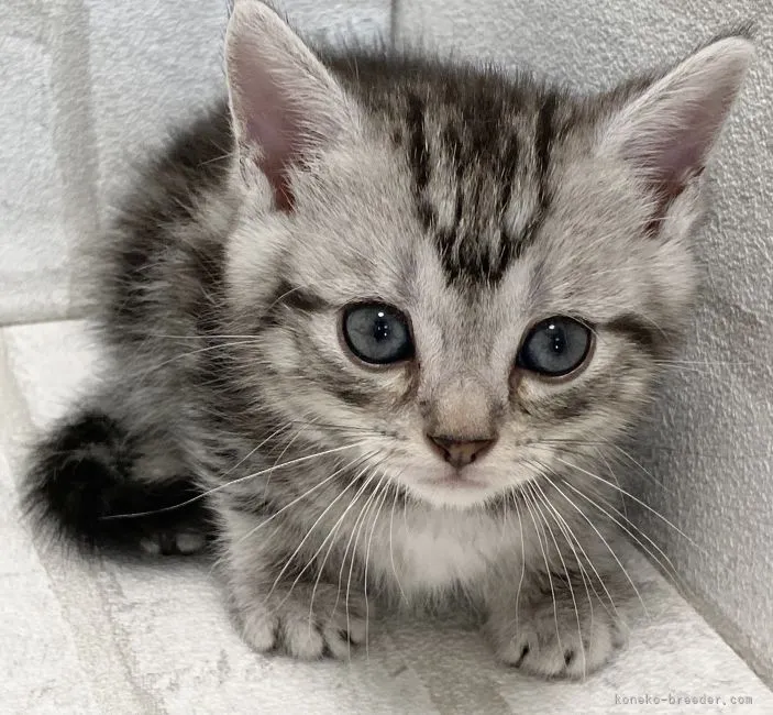 ID:2107-01887の子猫