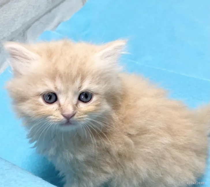 ID:2204-02338の子猫
