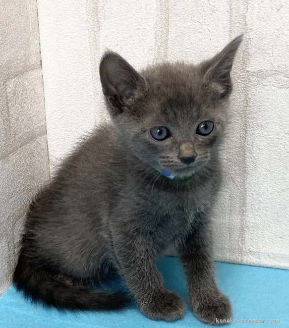 ID:2104-01646の子猫