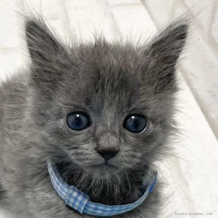 ID:2302-01225の子猫
