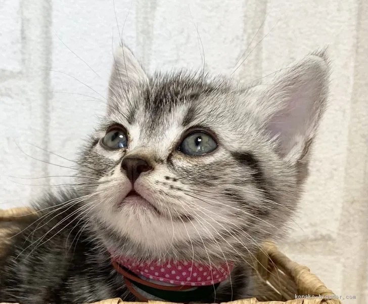 ID:2011-01332の子猫