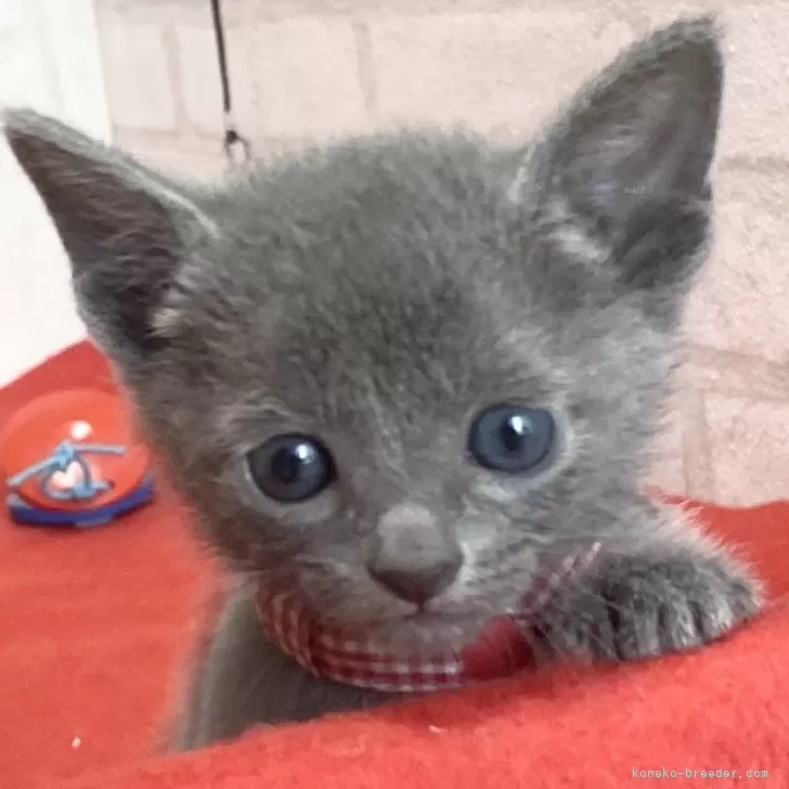 ID：2404-02330の子猫