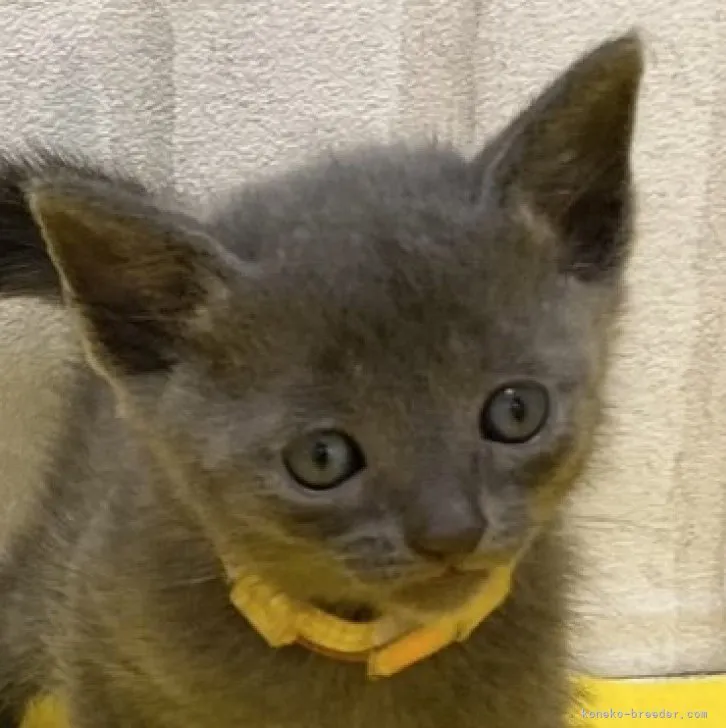 ID:2307-01629の子猫