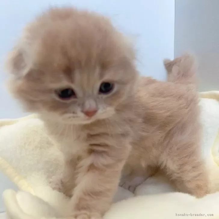 ID:2412-00431の子猫
