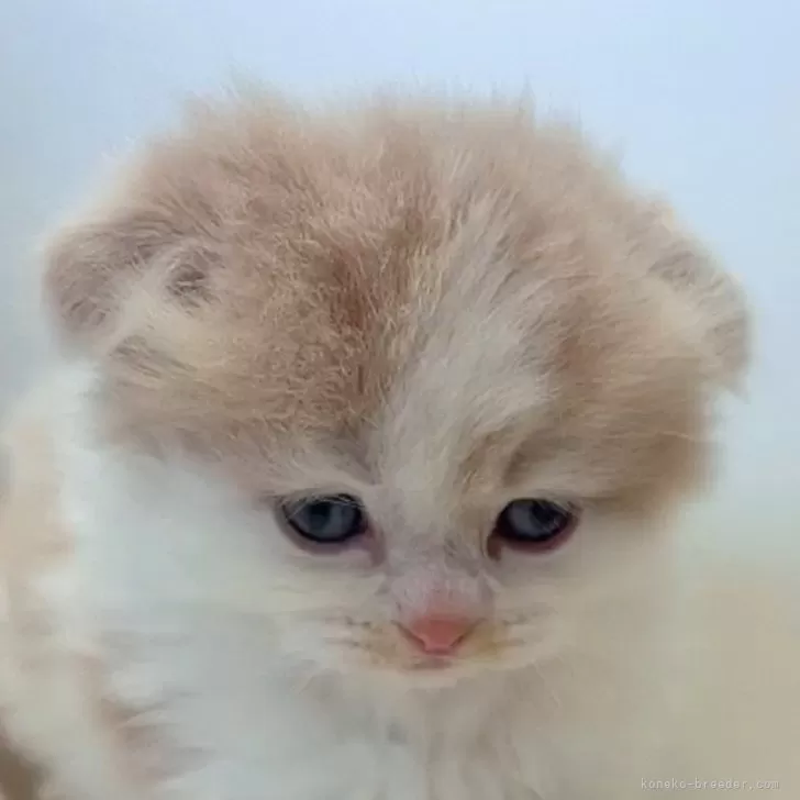 ID:2412-00437の子猫