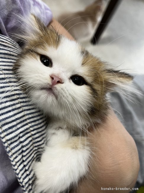 有馬　英子(ありま　ひでこ)ブリーダー(広島県・ミヌエットなど・NAG登録)の紹介写真8