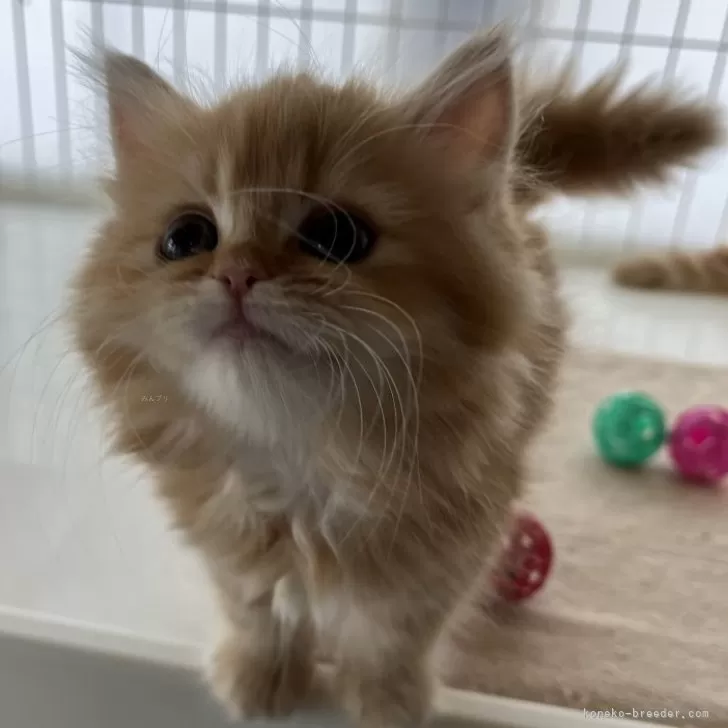 ID:2405-02723の子猫