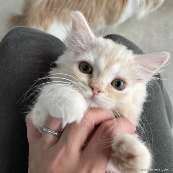 ID:2411-01133の子猫