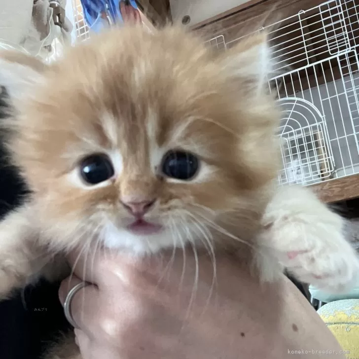 はるちゃん 様のお迎えした子猫