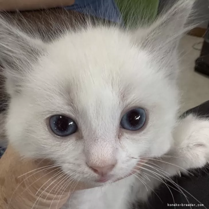 macha 様のお迎えした子猫