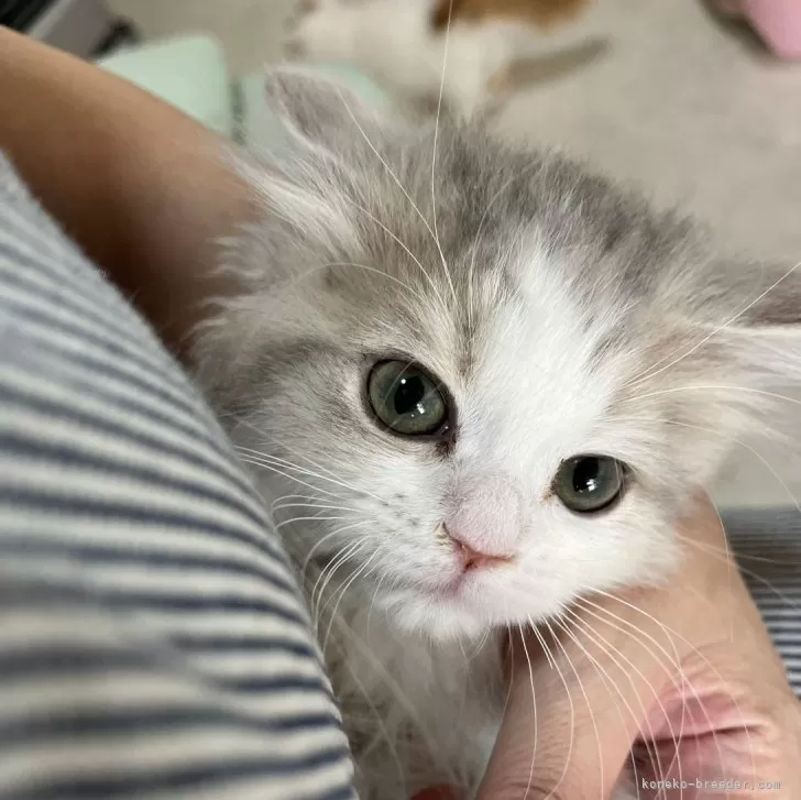 ID:2501-02514の子猫
