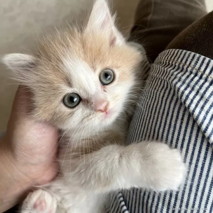ID:2503-01201の子猫