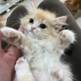 ミヌエット(長足)