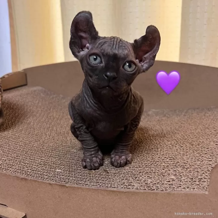 ID:2404-03368の子猫