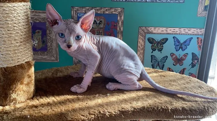 ID:2110-00813の子猫