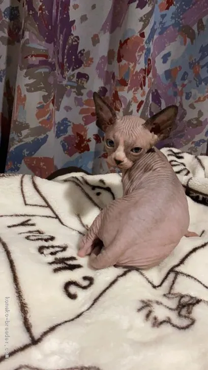 mimi 様のお迎えした子猫