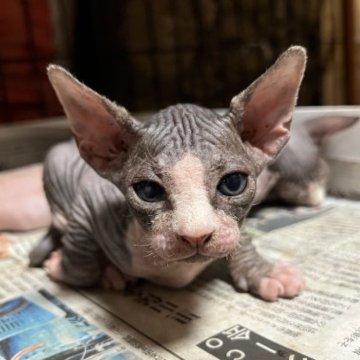 スフィンクス【徳島県・男の子・2023年6月10日・ブルーアンドホワイト】の写真「おっとりなハチワレ💖」