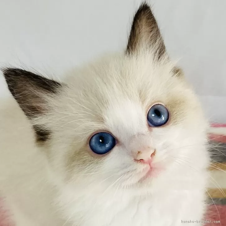 ID:2405-02173の子猫