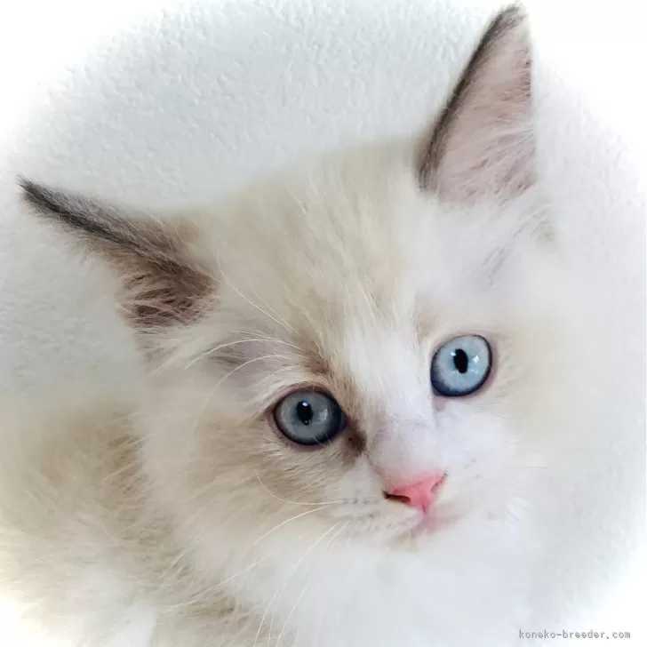 ID:2407-02402の子猫