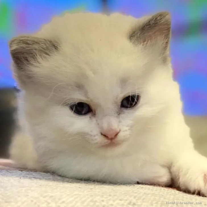 ID:2211-01999の子猫