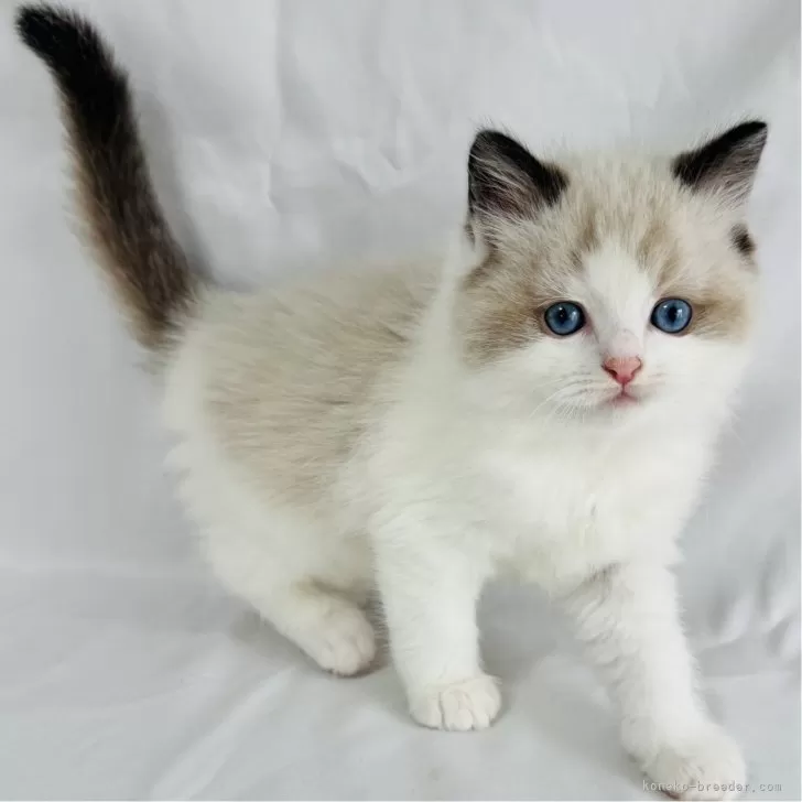 ID:2503-02001の子猫