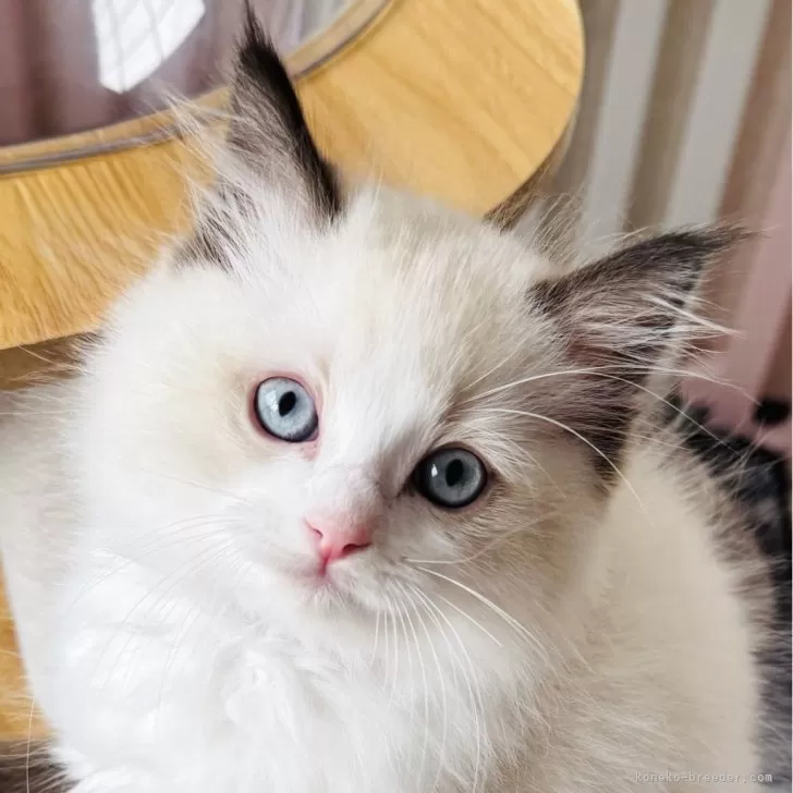 ID:2503-02016の子猫