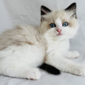 ラグドール【京都府・男の子・2025年2月9日・シールポイントバイカラー】の写真「赤ちゃんポッポ毛団😼　男子校　学級委員長❣️」