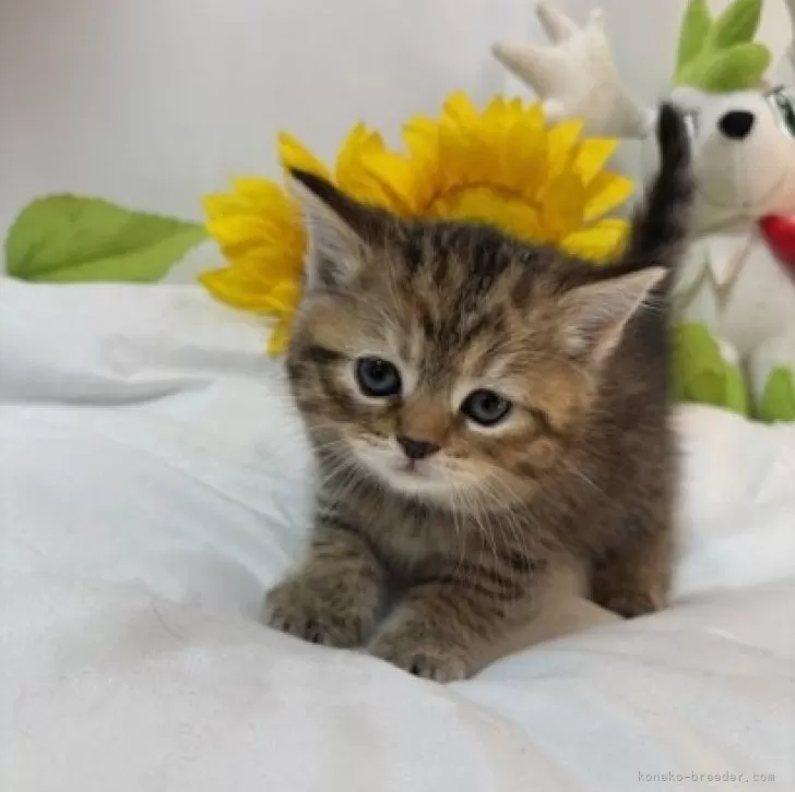 ID:2412-00962の子猫