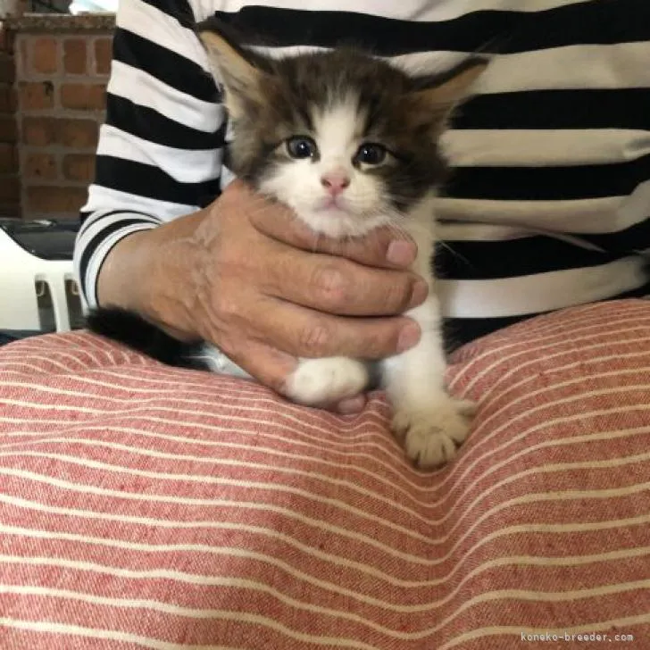 ID：2208-00677の子猫