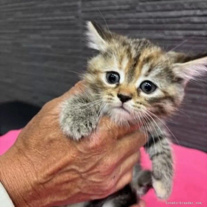 ID:2504-01192の子猫