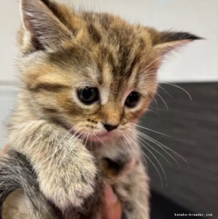 ID:2504-01194の子猫