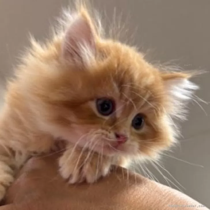 ID:2504-01202の子猫