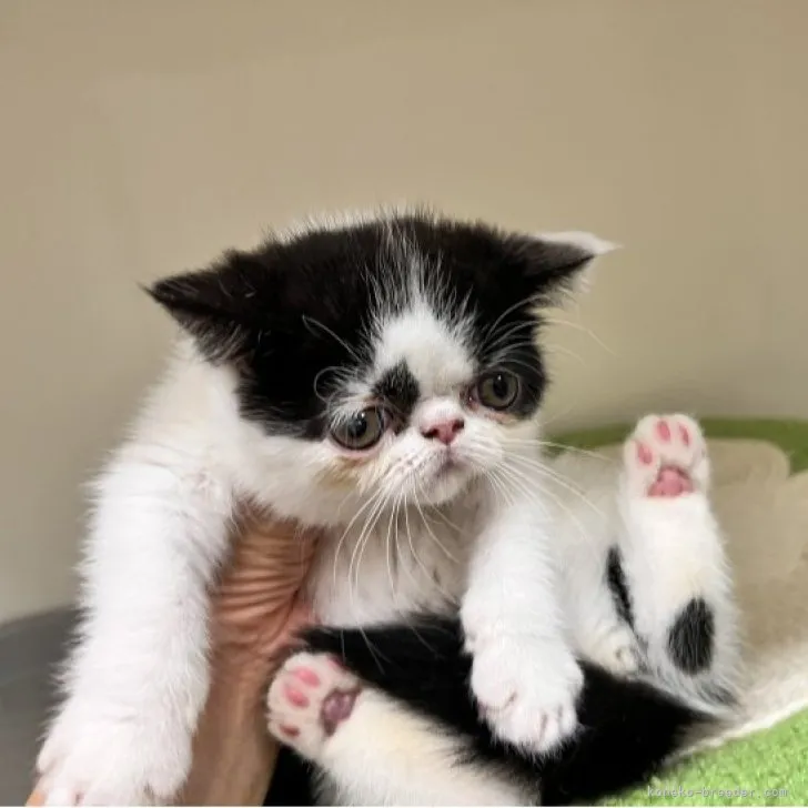 ID:2306-03801の子猫