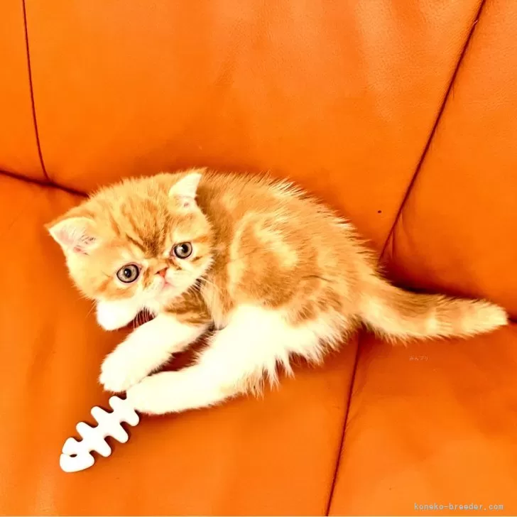 Y 様のお迎えした子猫