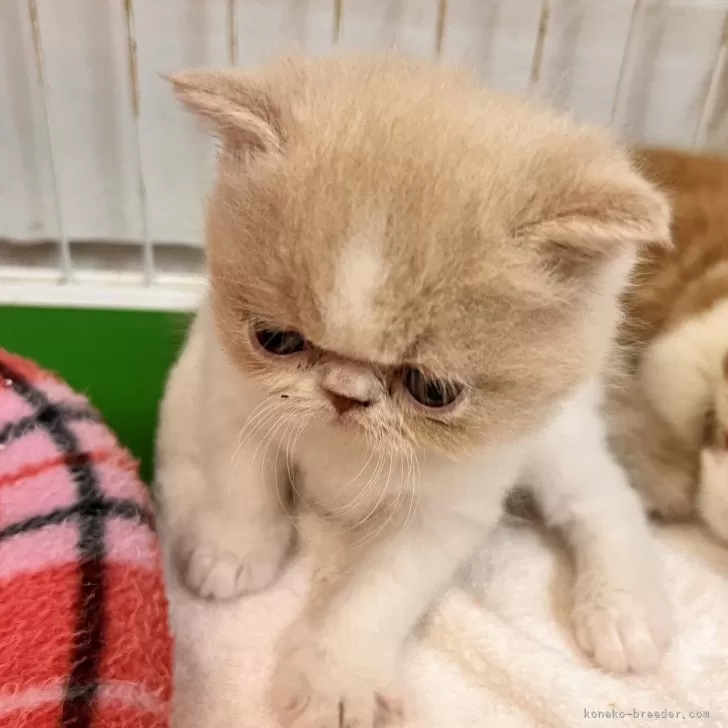 ID:2411-02800の子猫