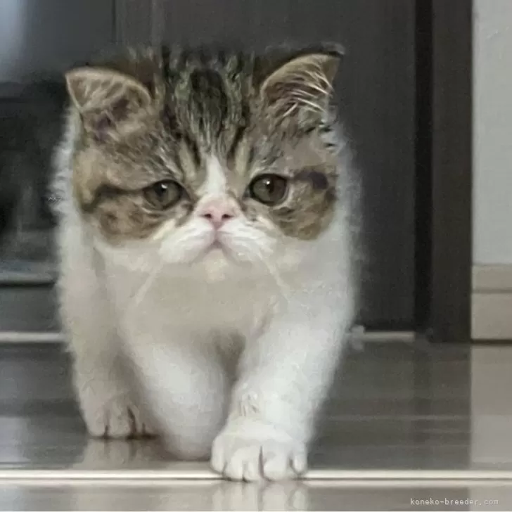 ID:2501-00012の子猫