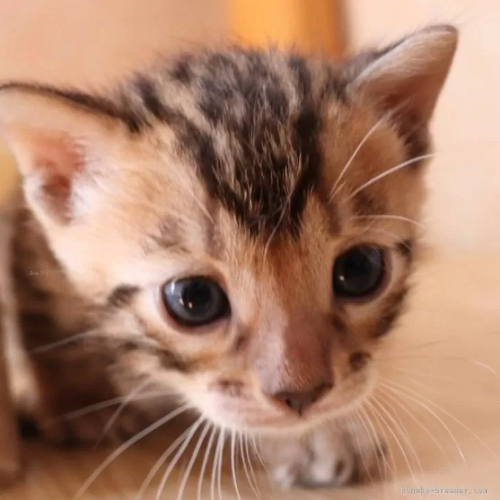 ID:2409-02779の子猫