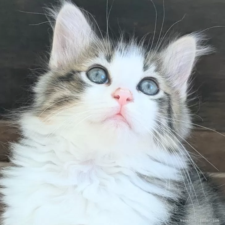 ID:2411-02071の子猫