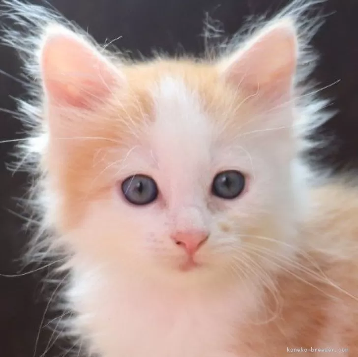 ID:2411-00011の子猫
