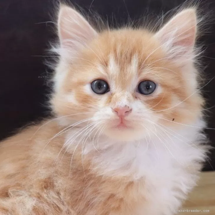 ID:2411-00014の子猫
