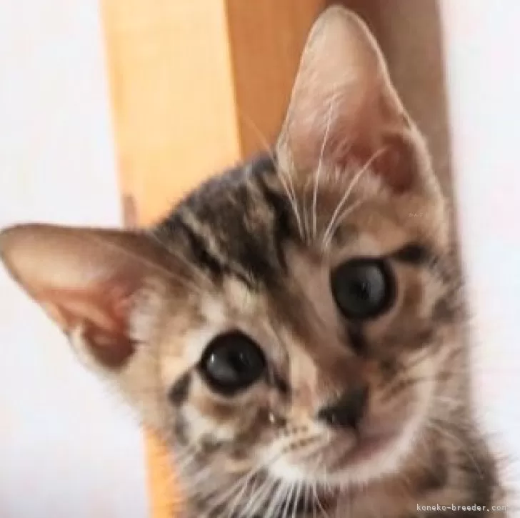 めい 様のお迎えした子猫