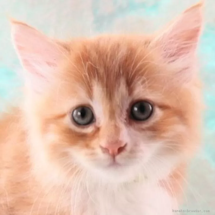 ID:2406-01810の子猫