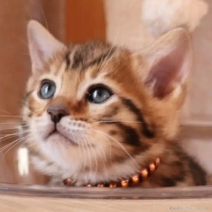 ID:2501-01363の子猫