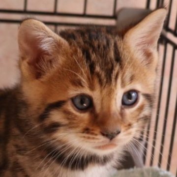 ベンガル【群馬県・男の子・2024年12月5日・ブラウンスポテットタビー】の写真「イケメン推しの方にお勧めします🥰」