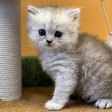 ペルシャ(チンチラ)の子猫を探す｜ブリーダー直販の子猫販売【みんなの ...