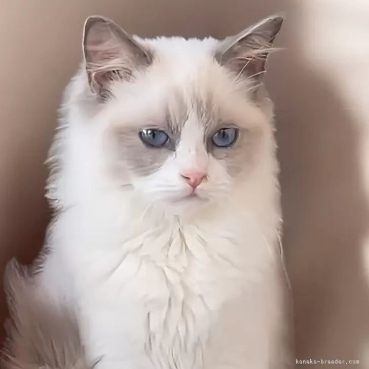 ID:2412-01073の子猫