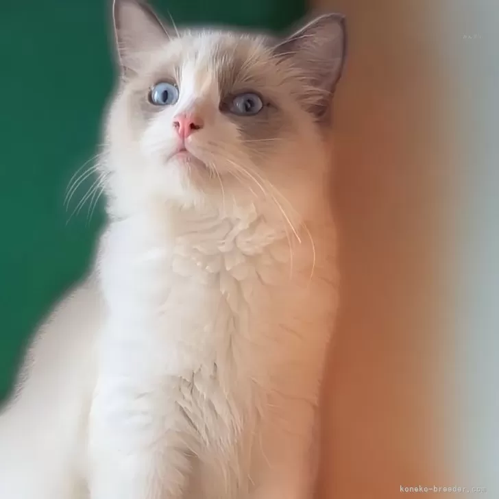 ID:2412-01070の子猫