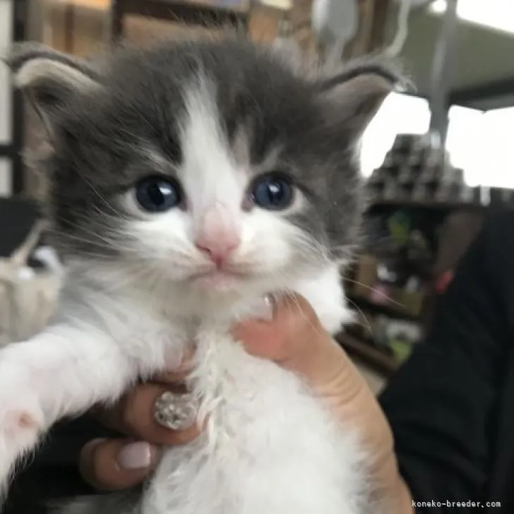 みゆき 様のお迎えした子猫