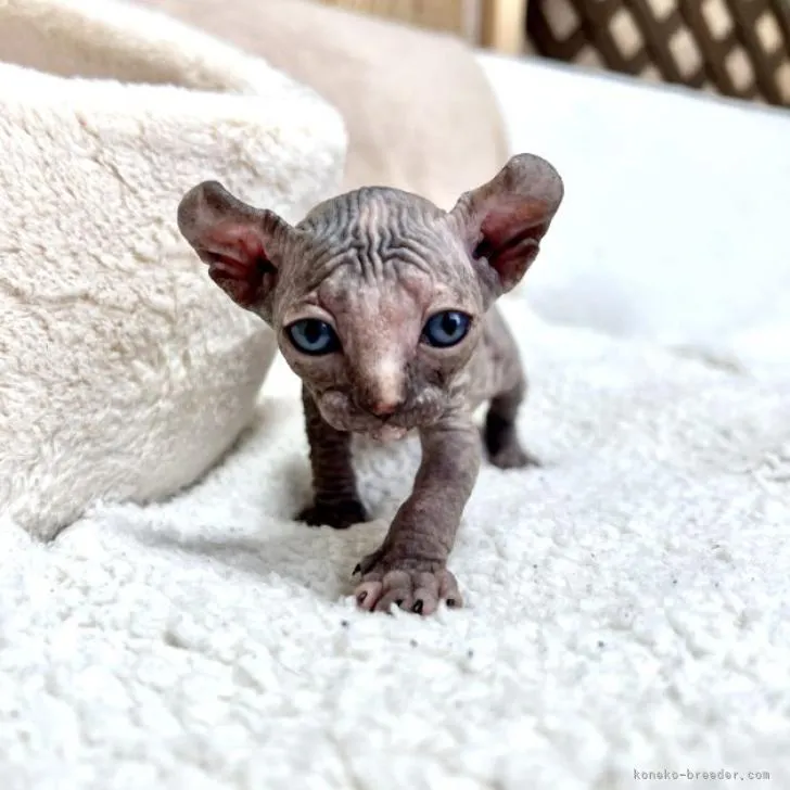 ID:2208-01126の子猫